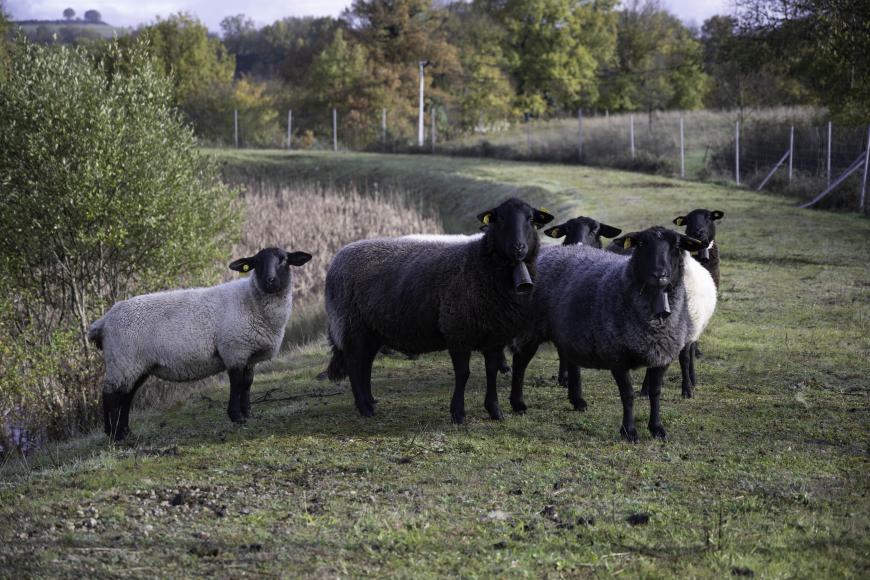 brebis en éco-pâturage sur un bassin routier en bordure de la RN88 à Recoules suite au partenariat avec un éleveur par convention d'occupation du domaine public à titre gratuit.