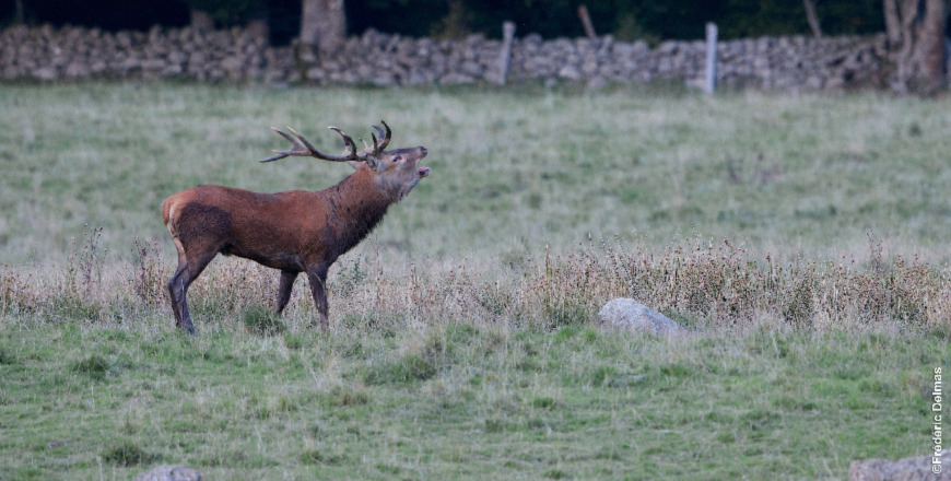 Il sera possible d'écouter le brâme du cerf au cours d'une sortie.