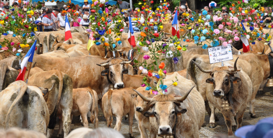 Les vaches de race aubrac sont partis sur le plateau du même nom pour leur villégiature estivale. Les vaches de race aubrac sont partis sur le plateau du même nom pour leur villégiature estivale.