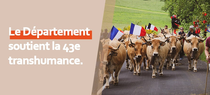 Agriculture : les Aubrac à la fête pour la Transhumance Agriculture : les Aubrac à la fête pour la Transhumance