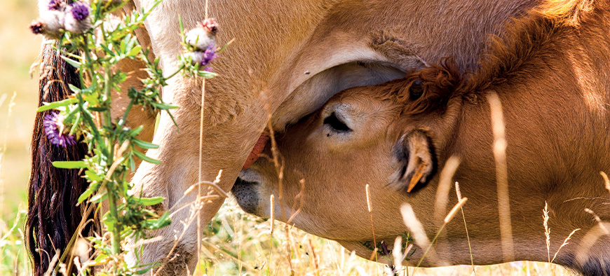 Des labels, des manifestations