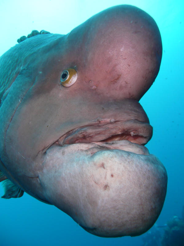 Stranger species Chapitre 2 : à la découverte de nouvelles curiosités de la nature