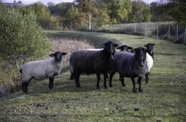 brebis qui paturent sur un bassin routier en bordure de RN88 à Recoules