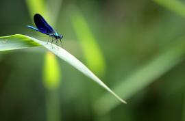 Education à l’environnement et au Développement Durable