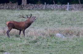 Il sera possible d'écouter le brâme du cerf au cours d'une sortie.