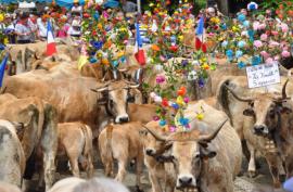 Les vaches de race aubrac sont partis sur le plateau du même nom pour leur villégiature estivale.