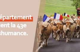 Agriculture : les Aubrac à la fête pour la Transhumance