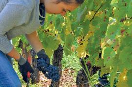 Les savoir-faire aveyronnais